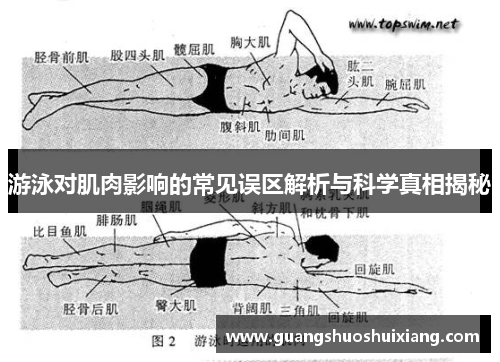 游泳对肌肉影响的常见误区解析与科学真相揭秘